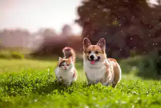 Kids Playzone at godrej palm